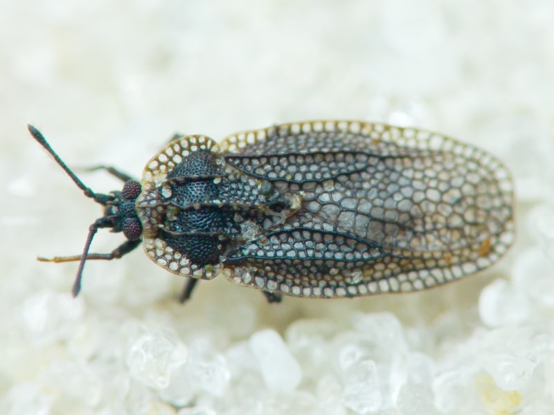 Acalypta marginata (Wolff, 1804)